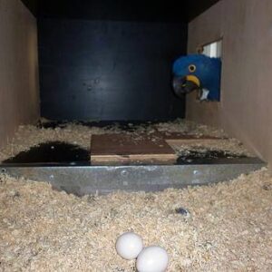 Hyacinth Macaw Parrot Eggs