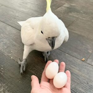 Umbrella Cockatoo Parrot Eggs