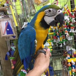 Blue and Gold Macaw