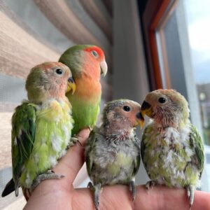 Baby Lovebirds