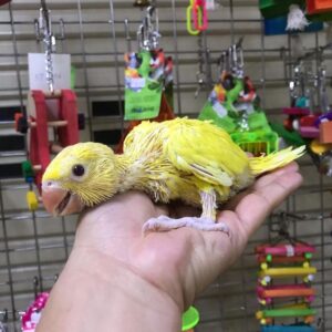 Baby Lutino Parakeet