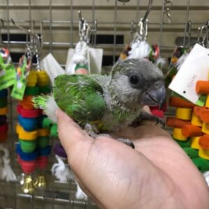 Baby Senegal Parrot