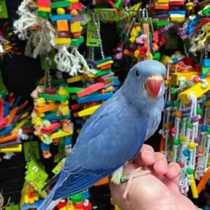 Indian Ringneck