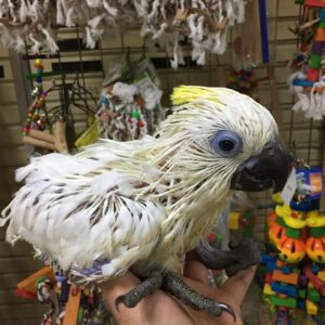 Baby Blue-Eyed Cockatoo