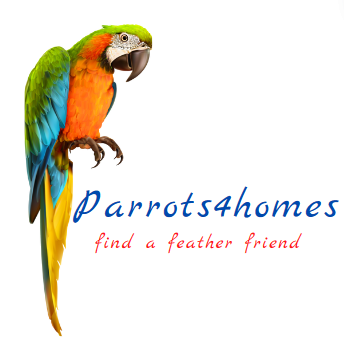 Parrots4homes