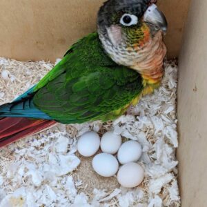 Buy Fertile Green-Cheeked Conure Eggs