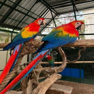 Buy Healthy Scarlet Macaw