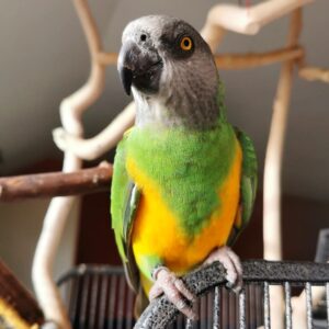 Healthy Senegal Parrot for sale