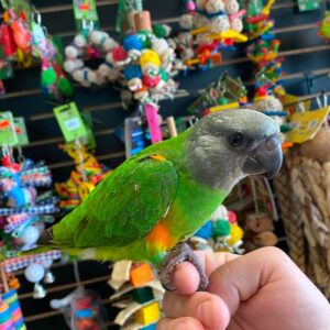 Senegal Parrot for sale
