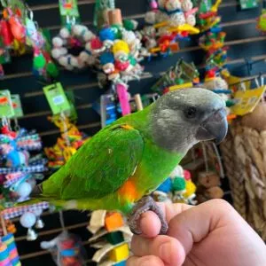 Senegal Parrot for sale